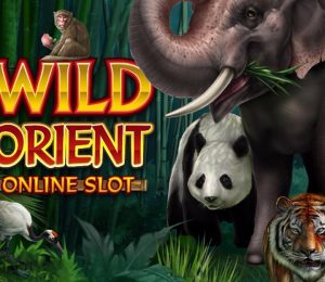wildorient-slot-main