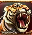 Tiger symbol Game of Gladiators
