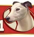 Wildhound Derby 320 x 320