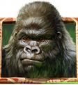 Gorilla Kingdom Free Spins